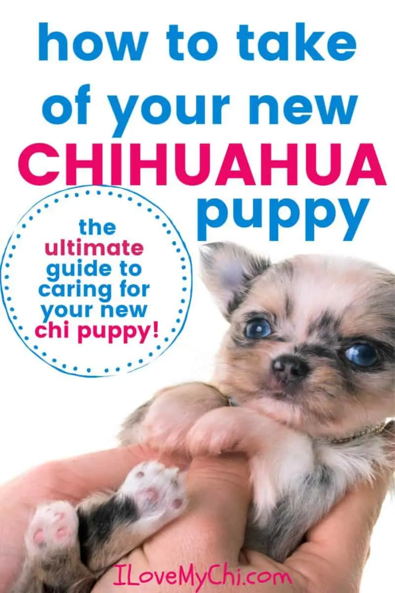 how do you feed a newborn chihuahua puppy