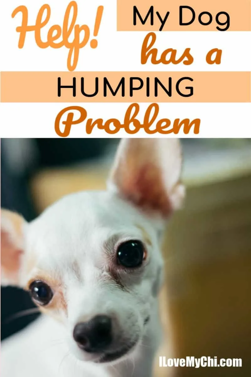 why does my female chihuahua hump