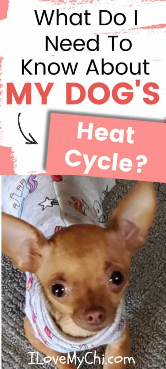 When do chihuahuas cheap go into heat