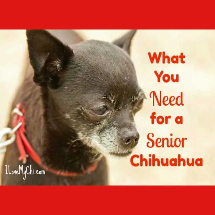 older black chihuahua with red collar