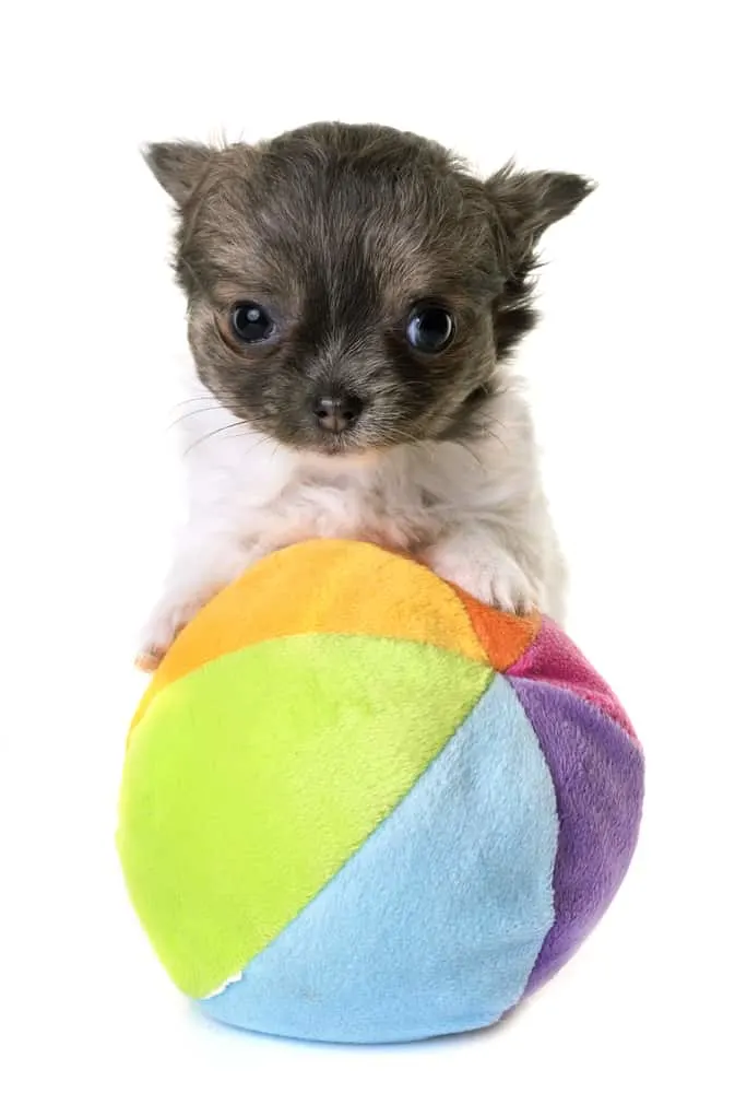 adorable chihuahua puppy playing with ball