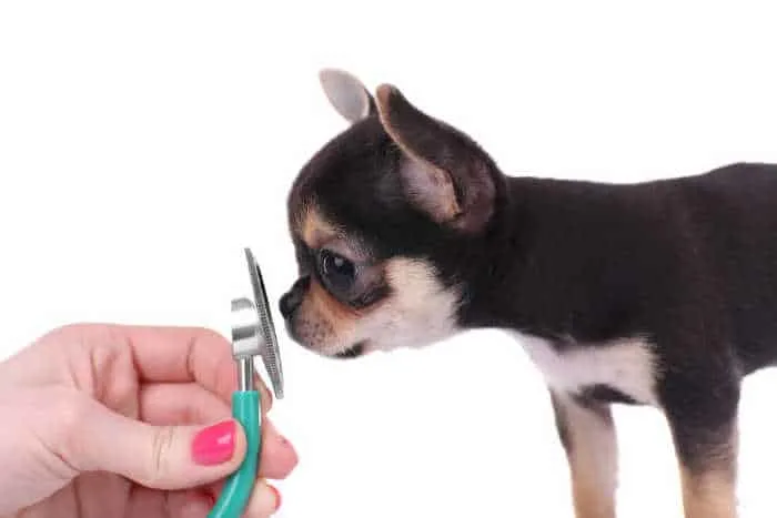 chihuahua puppy looking at medical instrument 