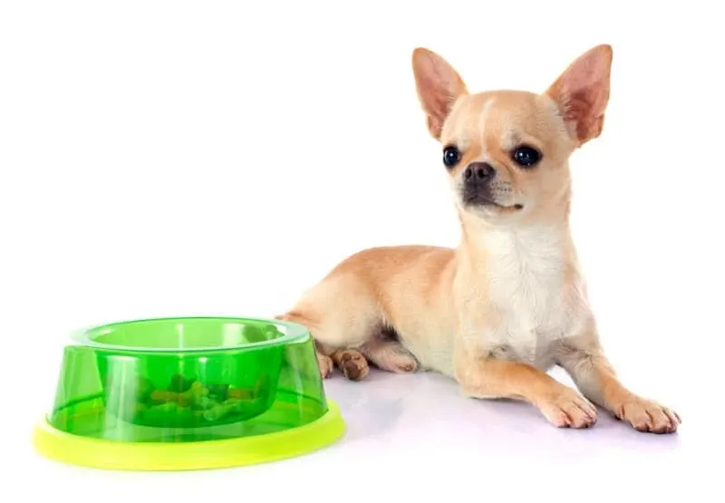 fawn colored chihuahua puppy sitting by neon green dog food bowl