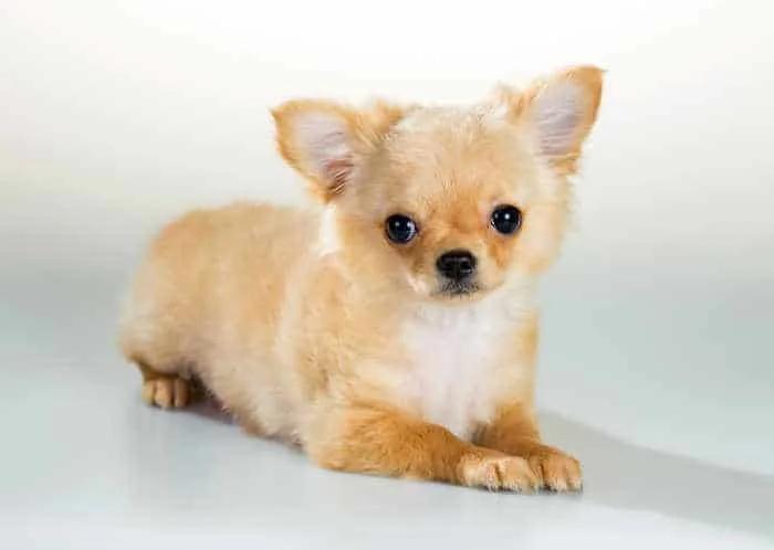 Puppyfinder chihuahua hot sale