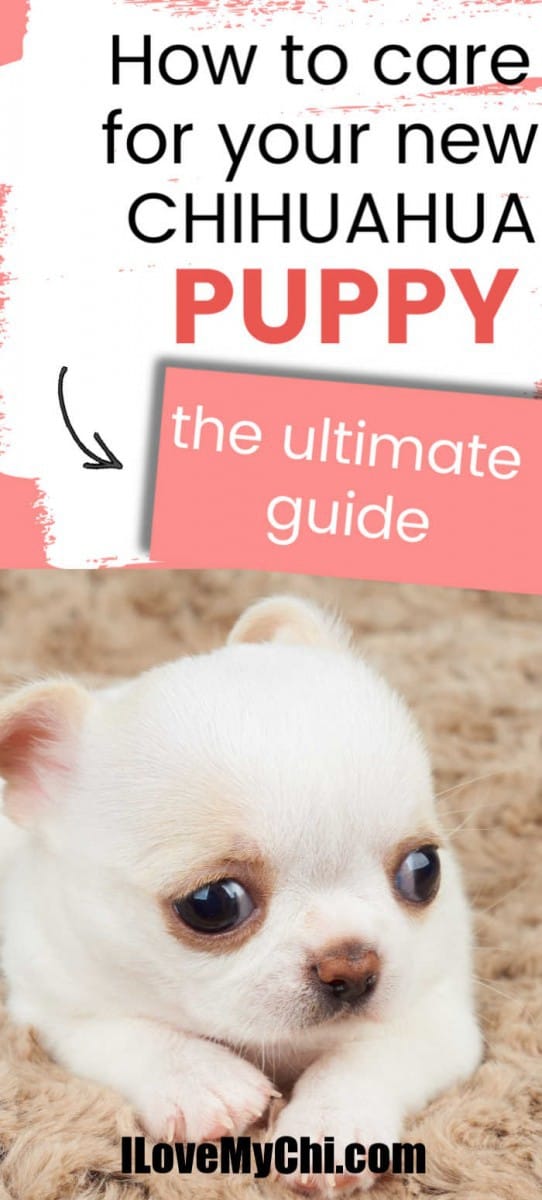 How to Take Care of Your New Chihuahua Puppy - I Love My Chi