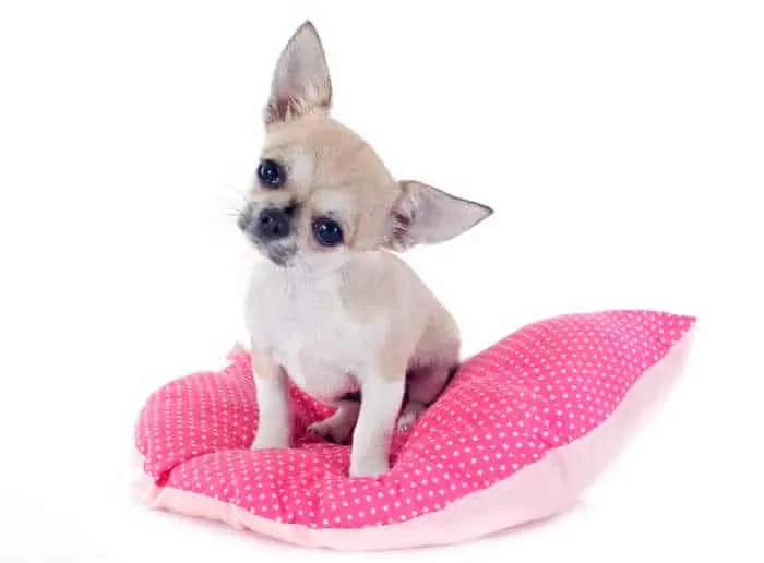 cute chihuahua puppy sitting on pink pillow in front of white background