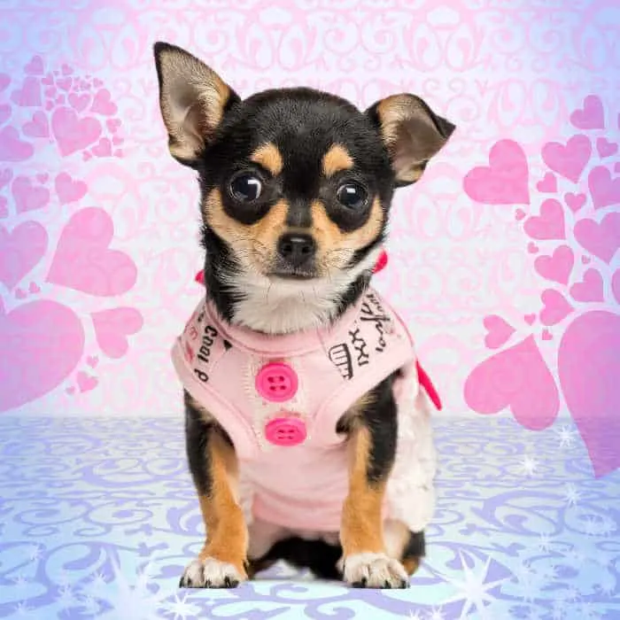 black and tan chihuahua puppy wearing a dress