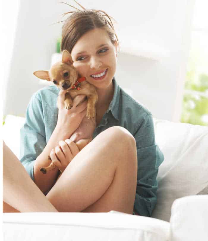 Cute woman playing with her chihuahua on living room sofa.
