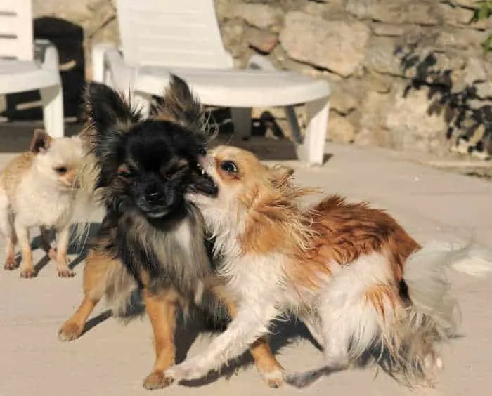 3 chihuahua dogs on patio with one attacking another one