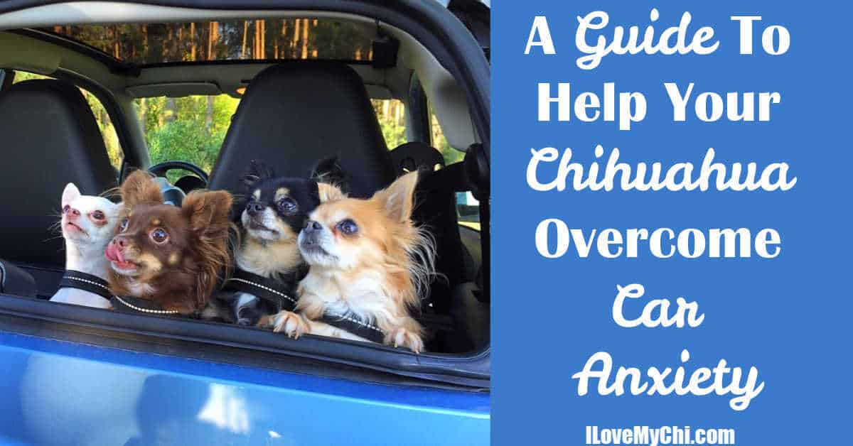 A Guide To Help Your Chihuahua Car Anxiety I Love My Chi