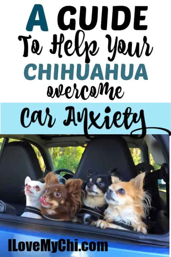 4 chihuahuas looking out the back of a car