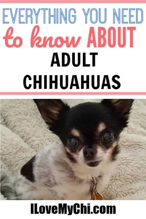 adult chihuahua