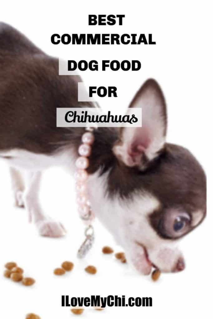 Brown and white chihuahua eating kibble dog food