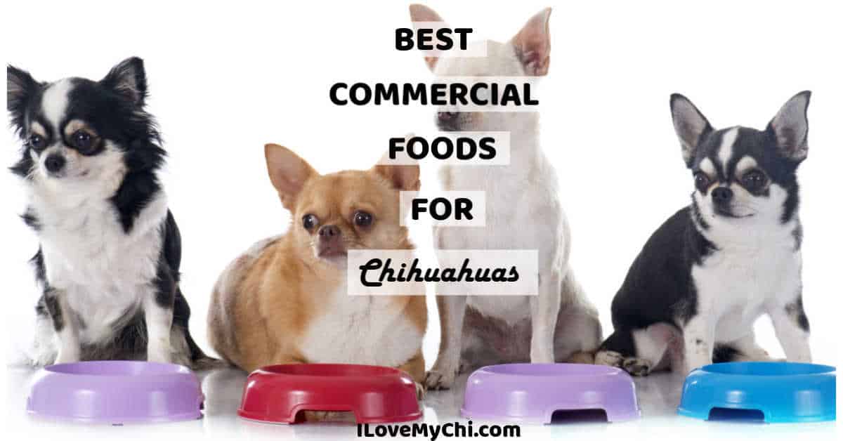 Best Commercial Foods For Chihuahuas I Love My Chi