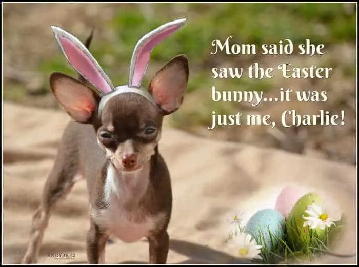 chihuahua with bunny ears on