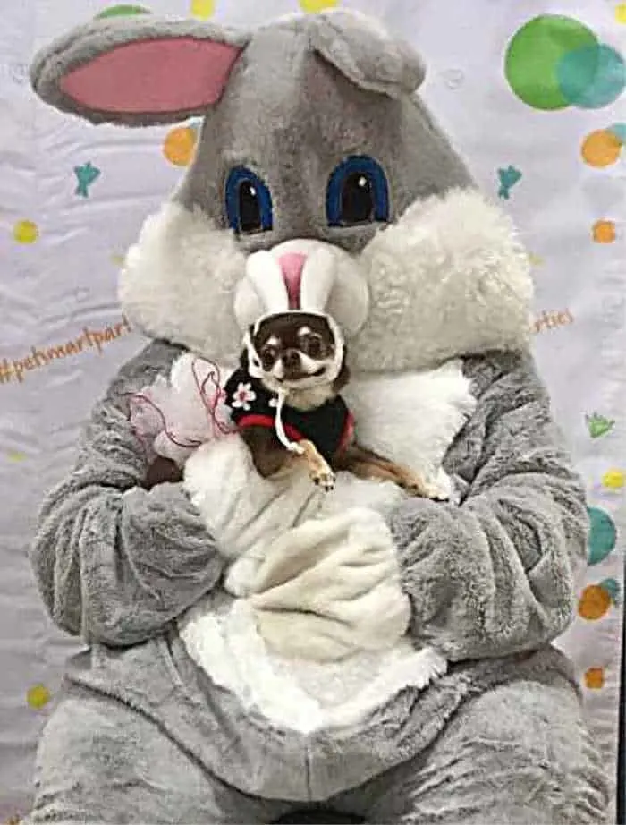 chihuahua sitting in Easter Bunny's lap