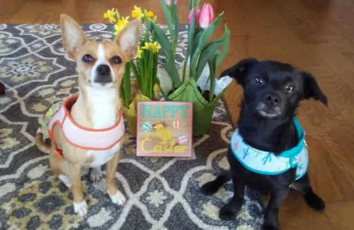 2 chihuahuas with pots of spring flowers between them