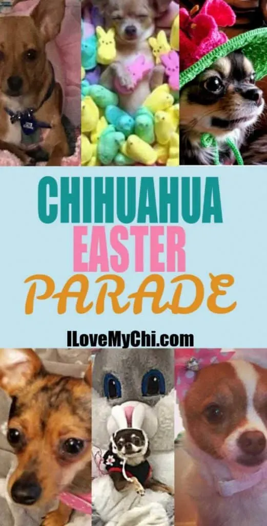 collage of Easter chihuahua photos