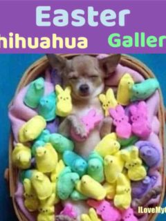 chihuahua asleep in basket full of Peeps candy