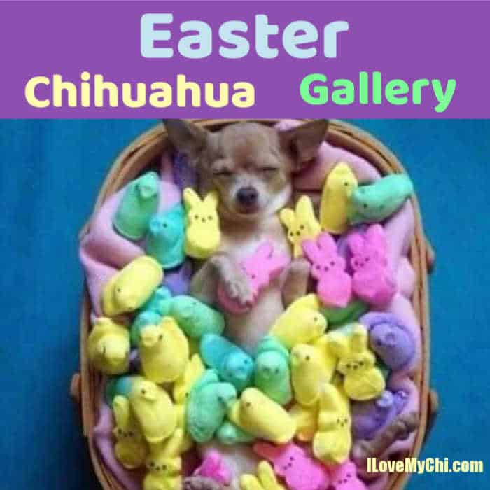 chihuahua asleep in basket full of Peeps candy