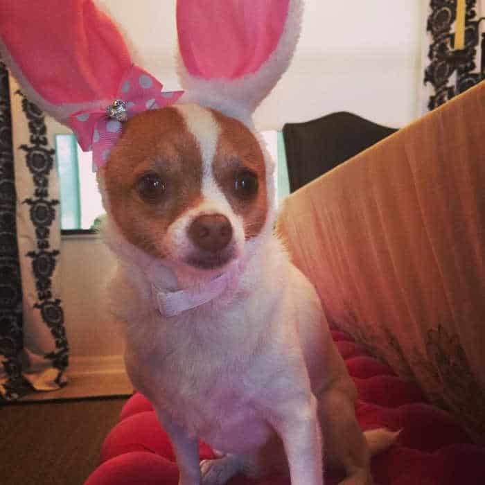 chihuahua wearing bunny ears