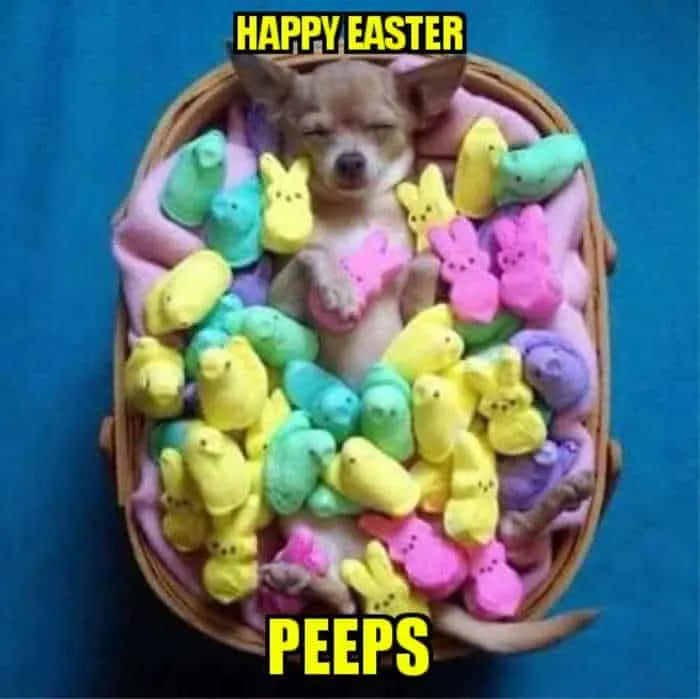 basket of peeps candy with chihuahua in it
