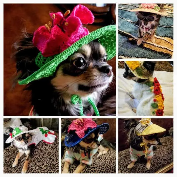 Chihuahua in different Spring hats