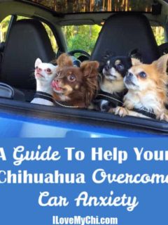 4 chihuahuas in back of car looking up out of window