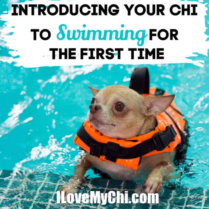 chihuahua swimming in pool