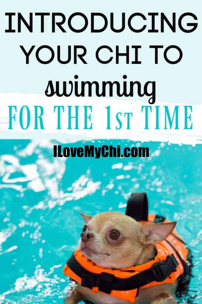 chihuahua swimming in pool
