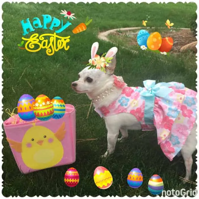 chihuahua in Easter dress in yard