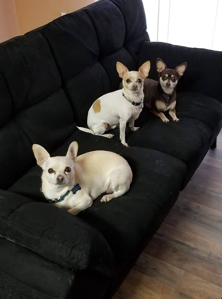3 chihuahuas on couch