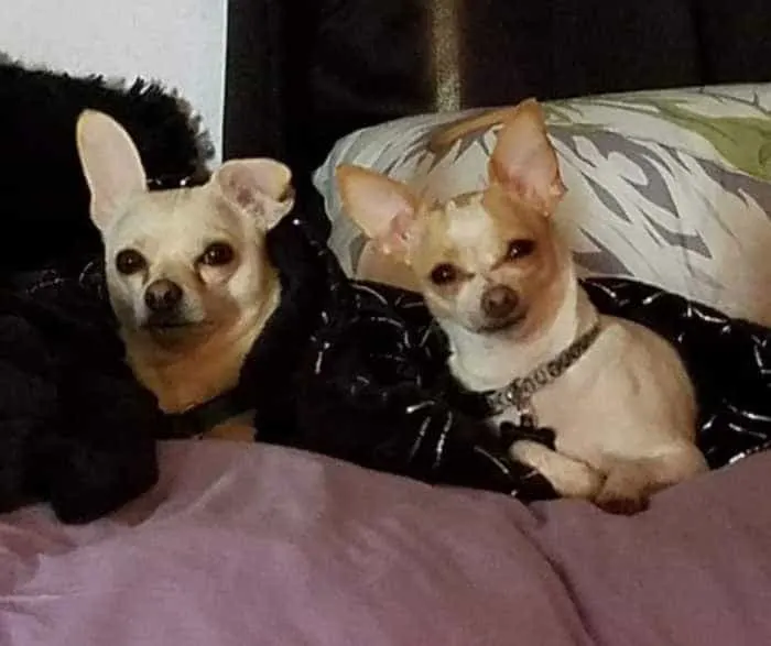 2 chihuahuas