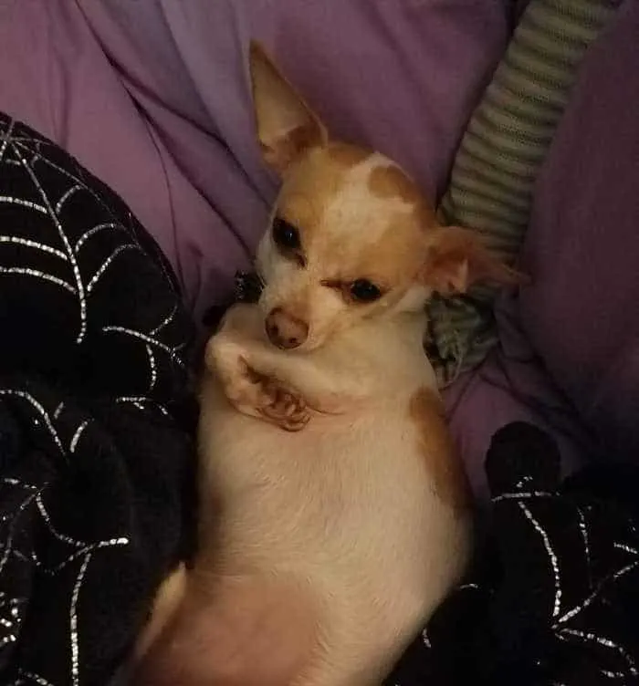 white and tan chihuahua laying on back