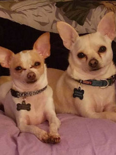 2 light colored chihuahuas laying side by side