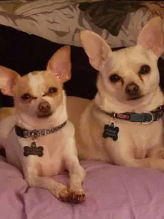 2 light colored chihuahuas laying side by side