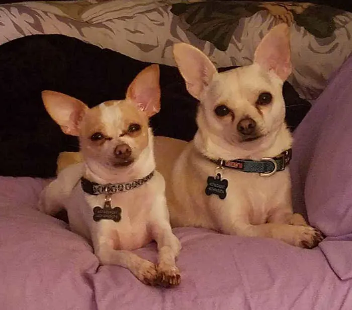 2 light colored chihuahuas laying side by side