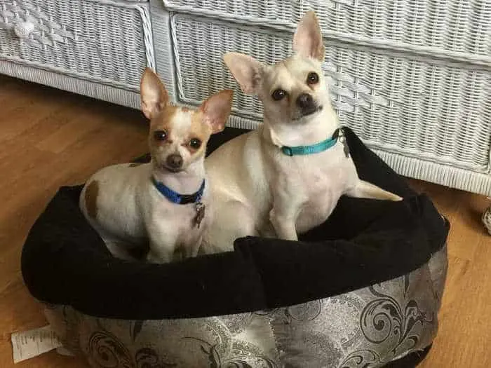 2 chihuahuas in a dog bed