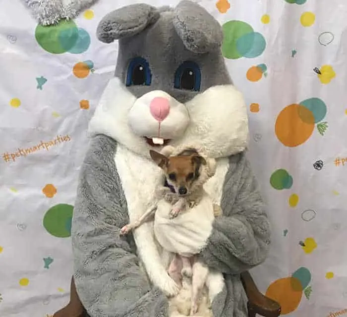 chihuahua being held by Easter bunny