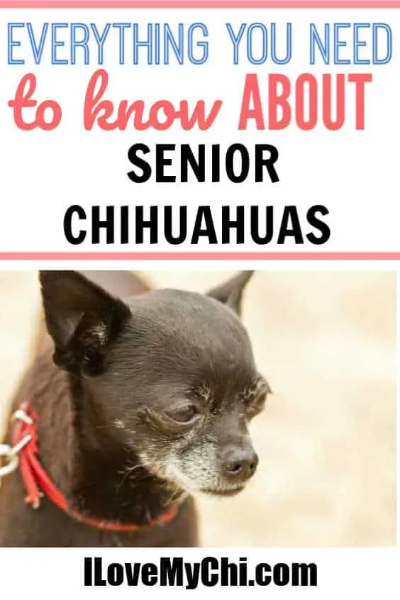 Senior chihuahua