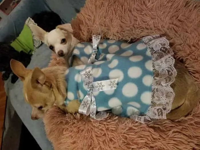 2 chihuahuas in polka dotted dresses
