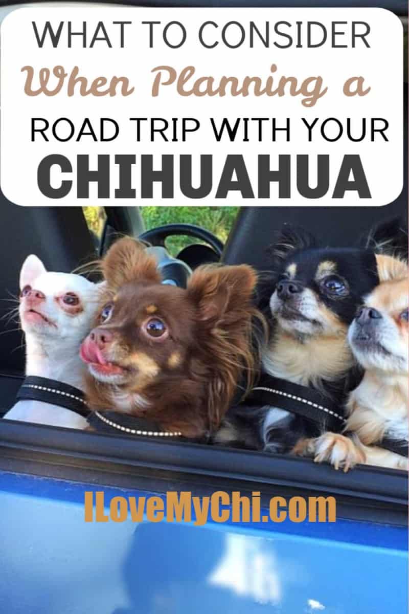 group of chihuahuas in a car window
