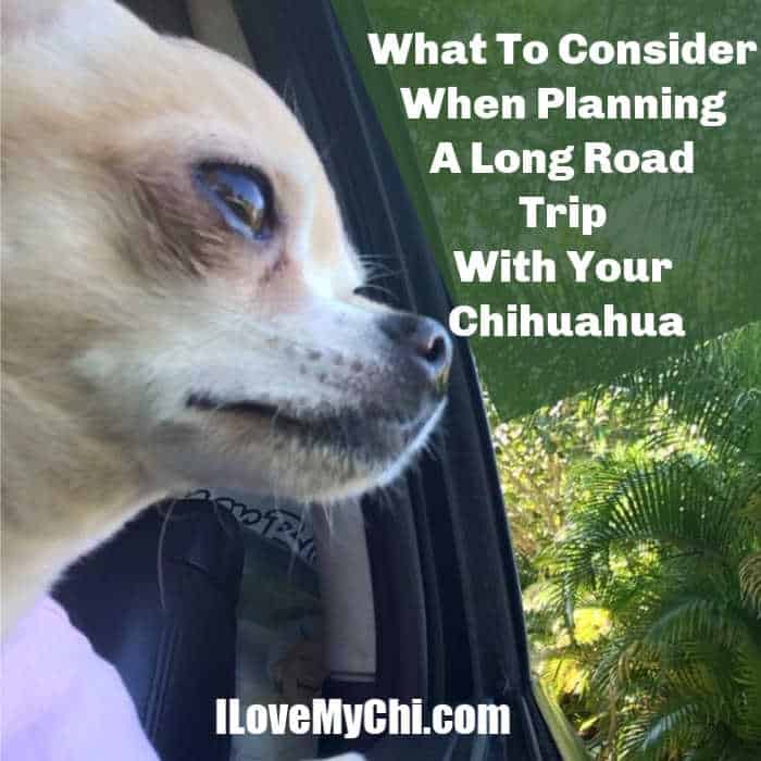 chihuahua looking out of car window