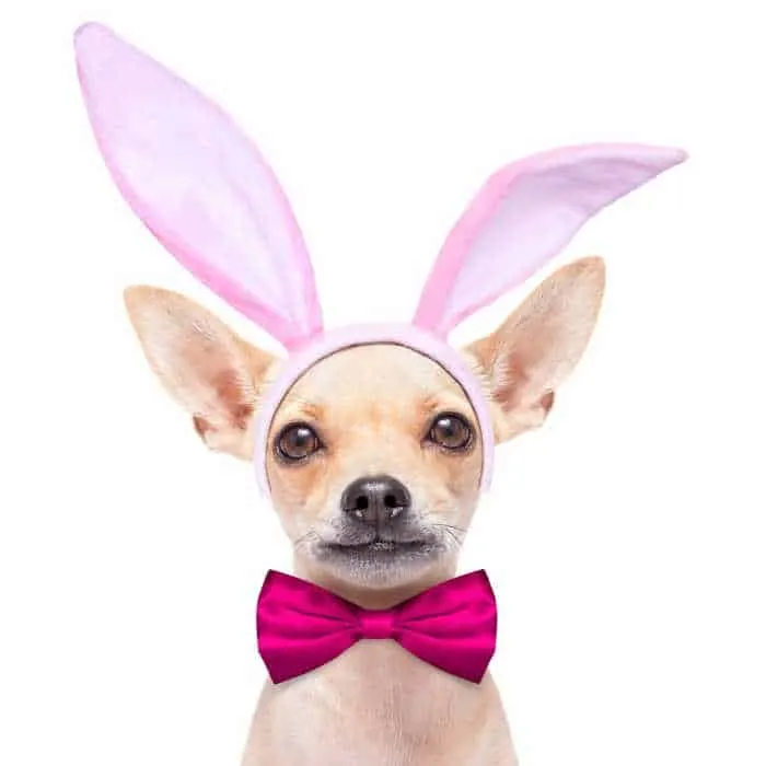 chihuahua with bunny ears and bow tie