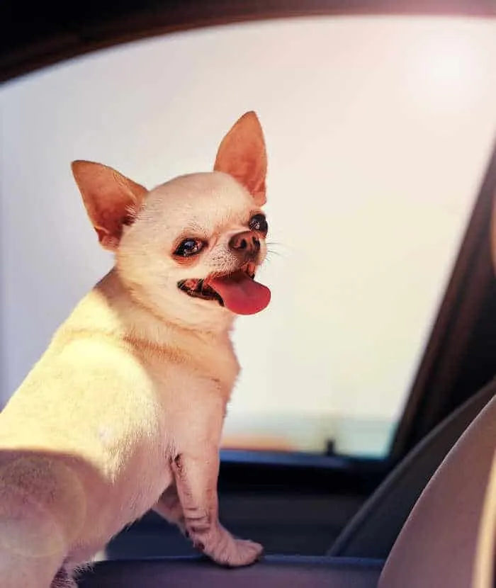 chihuahua looking out of a car window