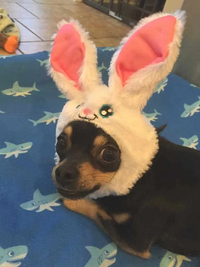 chihuahua wearing Easter bunny ears