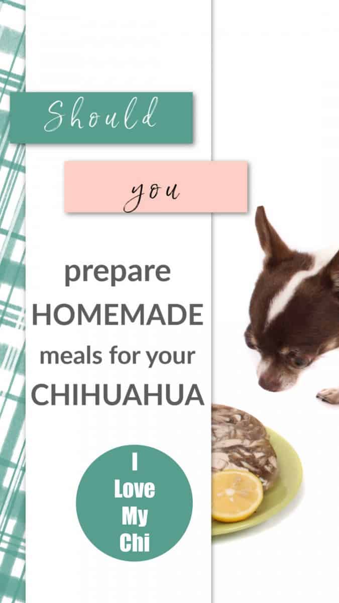 chihuahua by food bowl