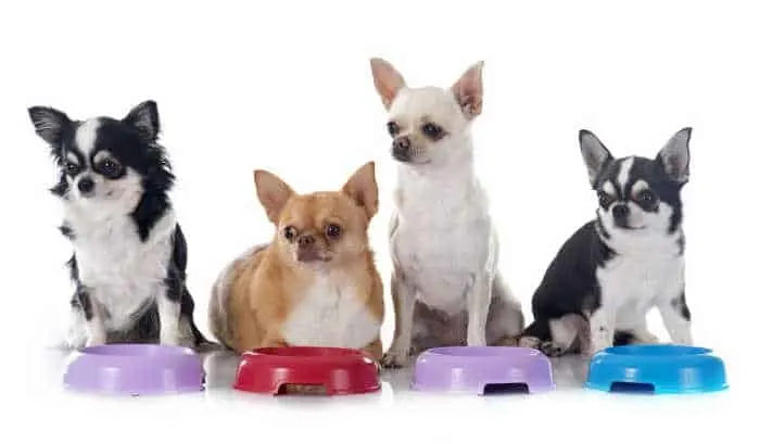 4 chihuahuas sitting in front of dog food bowls