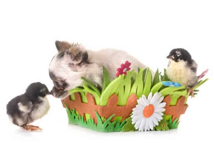 puppy chihuahua and chicks in front of white background