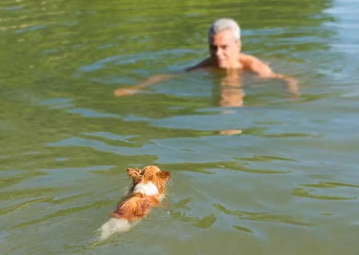 a little chihuahua swimming for meeting his owner